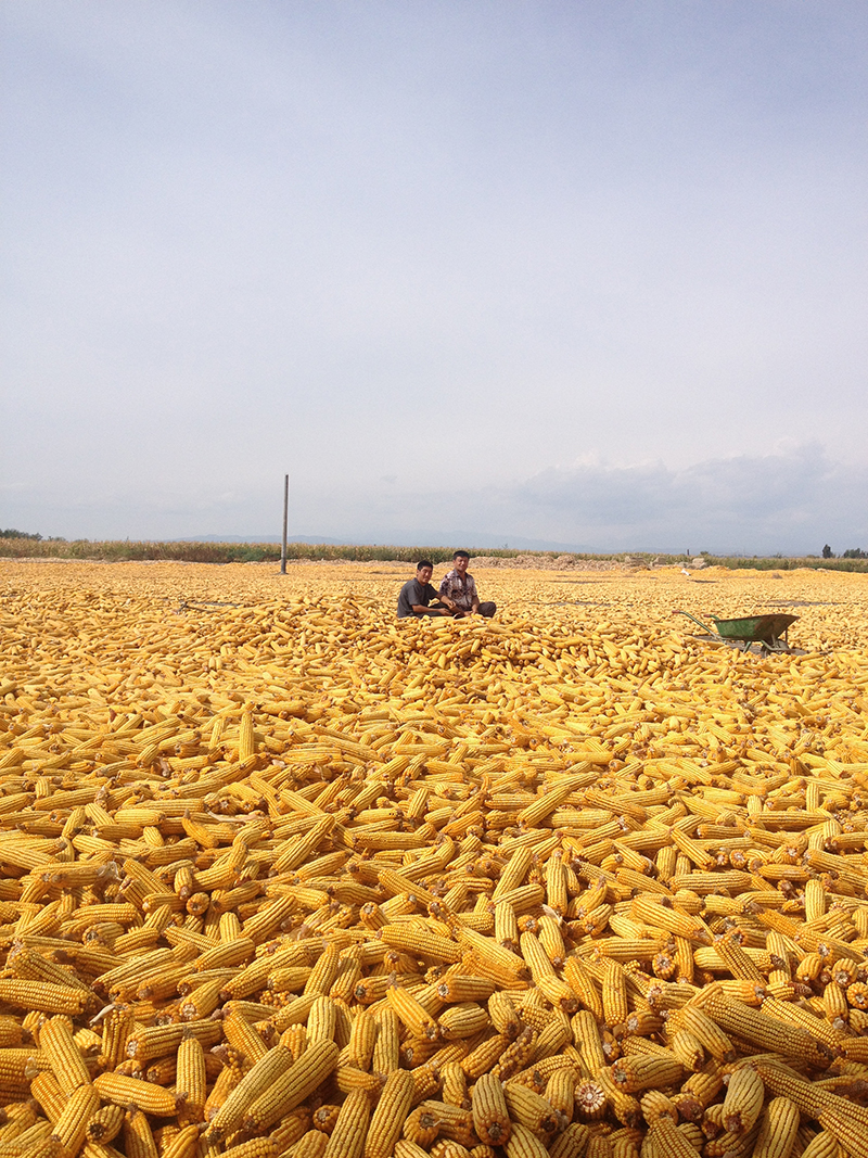 Miehet putsaamassa maisseja Kazakstanissa.